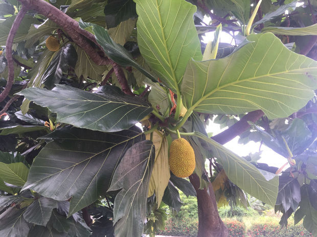 名侦探柯南VS怪盗基德