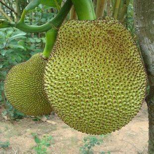 千姬变2之帝女幽魂