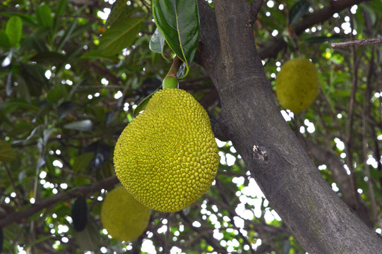 名侦探柯南：绀青之拳